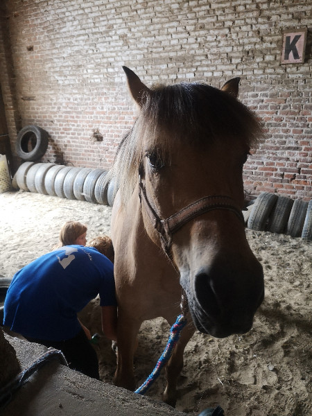 stage cirque et équitation